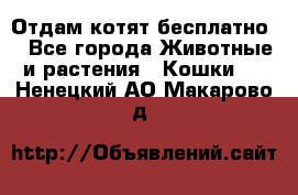 Отдам котят бесплатно  - Все города Животные и растения » Кошки   . Ненецкий АО,Макарово д.